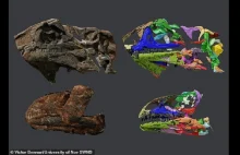 Zidentyfikowano nowy gatunek dinozaura, który zamieszkiwał dzisiejszą Grenlandię