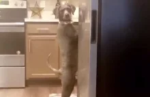 Pies przyłapany w kuchni