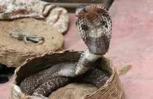 RPA. Rzadka kobra ugryzła turystę w przyrodzenie. Pierwszy przypadek na świecie