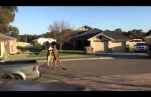 Dwa walczące, albo tańczące kangury
