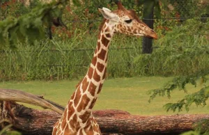 Trzy żyrafy zdechły w Dallas Zoo w przeciągu miesiąca