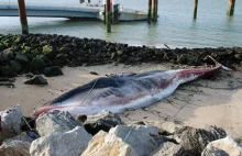 Francja. 15-tonowy wieloryb utknął na mieliźnie. Zwierzę zmarło na brzegu