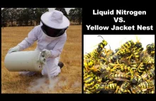 Liquid Nitrogen Is Incredible At Destroying Dangerous Yellow Jacket Hornet Nests