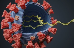 SARS-CoV-2 białko spike upośledza naprawę uszkodzeń DNA