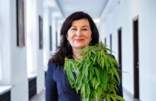 Parlamentarna wydmuszka ds. legalizacji marihuany | | Świat Zielonych...
