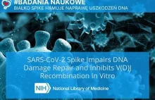 Białko Spike hamuje naprawę uszkodzeń DNA