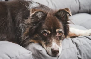 Aktywiści ukradli psa. Odnalazł się na aukcji w Szwecji za sporą kasę