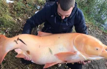 Gigantyczna tołpyga złowiona na Opolszczyźnie. "To jak wygrać w totolotka"