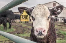 Ponad milion krów zostanie zabitych w imie walki o klimat