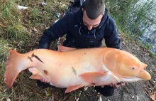 Ryba gigant której nie widzieli najstarsi polscy wędkarze! [GALERIA]