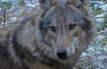 Słynny wilk Bartek ma sześcioro młodych