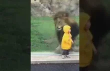 Lew i dziecko w zoo