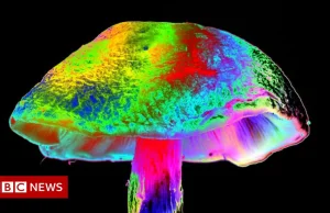 UK: Premier rozważa legalizacje grzybów halucynogennych