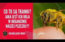 Co to są tkanki? Jaka jest ich rola w organiźmie pszczoły? #tkanki...