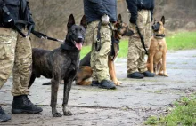 Psy bojowe na polsko-białoruskiej granicy