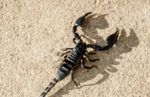 Masowy atak skorpionów w Egipcie. Setki rannych, są zgony