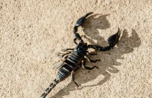 Masowy atak skorpionów w Egipcie. Setki rannych, są zgony