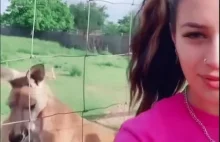 Kangur próbuje zaimponować dziewczynie