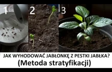 Jak wyhodować jabłonkę z pestki jabłka - Metoda Stratyfikacji (ZŻ91)