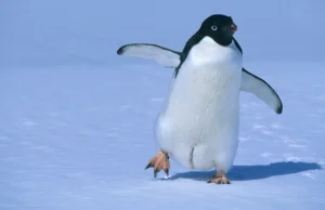 Zaginiony pingwin znalazł się 4 tys. km od domu