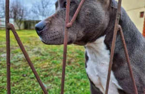 Amstaff zaatakował kobietę w ciąży