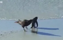 Kaczki uratowały pingwina od śmieci