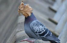 Najzabawniejsze zwierzęta świata, czyli Comedy Wildlife Photography Awards...