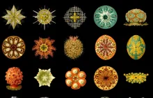 Ernest Haeckel (1834-1919) - biolog, filozof.