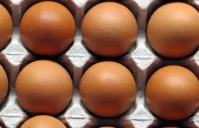 GIS ostrzega przed salmonellą na skorupkach jaj