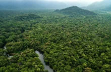 Największe wylesianie Amazonii od 15 lat. "Te liczby stanowią dla nas wyzwanie".
