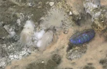 Zagadkowe odkrycie na dnie oceanu