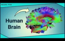 Mapowanie ludzkiego mózgu Jak neuralink zamierza zrobić matrix