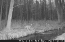 Siedem wilków zarejestrowała fotopułaka na terenie Nadleśnictwa Kolbudy.