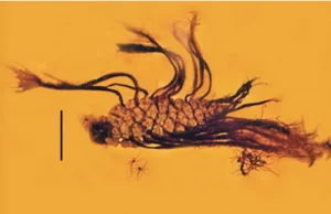 Szyszka sprzed milionów lat uwięziona w bursztynie jest drugą taką w historii