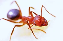 Fire Ant Wars. Jak Amerykanie walcząc z mrówkami zniszczyli swoją przyrodę