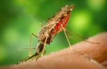 Malaria „odmładza” komary i ułatwia im rozmnażanie