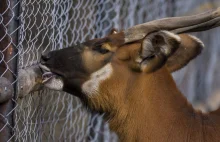 Praca dla miłośników zwierząt. Warszawskie zoo poszukuje opiekuna ssaków...