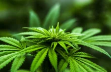 Legalizacja marihuany może przynieść Niemcom ponad 4,7 miliarda euro przychodów