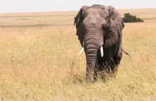Francja. Słonie mają własny dom spokojnej starości