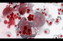 Żądza krwi. Krwiotwórcze komórki macierzyste w akcji - Krzysztof Szade