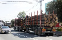 Wielki skok cen drewna. Chiny wykupują surowiec z Polski i całej Europy
