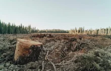 UE chce skończyć z dewastacją lasów