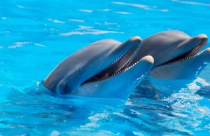 Niewiarygodna rzeź delfinów na wodach przy Wyspach Owczych