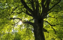 Treewashing - najpopularniejsza ekościema. Nie daj się nabrać