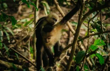 Manuel Antonio – najmniejszy park narodowy w Kostaryce