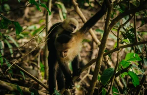 Manuel Antonio – najmniejszy park narodowy w Kostaryce