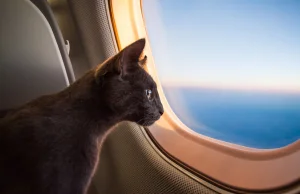 Podczas lotu pasażerka "karmiła piersią kota"