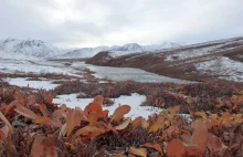 Arktyczne słoje, czyli jak krzewinki tundrowe zapisują klimat