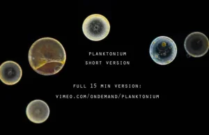 Planktonium-kilkuminutowy film jak wygląda plankton w powiększeniu.