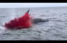 Wybuch zwłok wieloryba